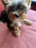Rosy, a female Yorkshire Terrier for sale in Toccoa, GA – Photo 7 of 7
