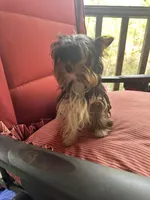 Meghan, a female Yorkshire Terrier for sale in Toccoa, GA – Photo 5 of 6