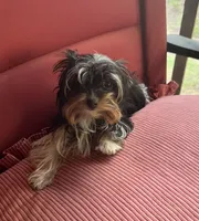 Meghan, a female Yorkshire Terrier for sale in Toccoa, GA – Photo 4 of 6