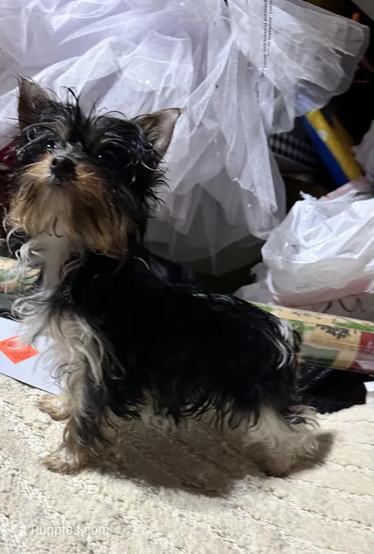 Meghan, a female Yorkshire Terrier for sale in Toccoa, GA – Photo 1 of 6