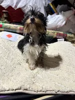 Meghan, a female Yorkshire Terrier for sale in Toccoa, GA – Photo 6 of 6