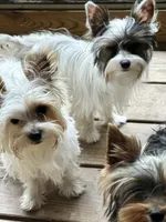 Dodge, a male Yorkshire Terrier for sale in Toccoa, GA – 3 of 3
