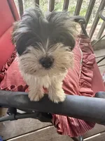 Chloe, a female Yorkshire Terrier for sale in Toccoa, GA – Photo 7 of 7