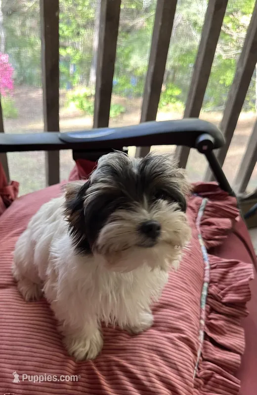 Chloe – Yorkshire Terrier puppy for sale in Toccoa, GA