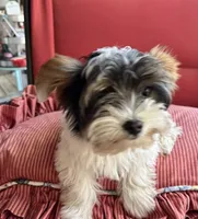 Chloe, a female Yorkshire Terrier for sale in Toccoa, GA – Photo 3 of 7