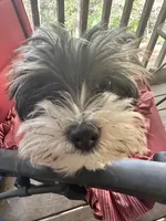 Chloe, a female Yorkshire Terrier for sale in Toccoa, GA – Photo 6 of 7