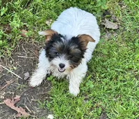 Chloe, a female Yorkshire Terrier for sale in Toccoa, GA – Photo 5 of 7