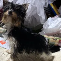 Meghan, a female Yorkshire Terrier for sale in Toccoa, GA – Photo 3 of 10