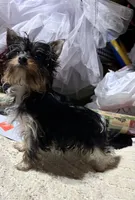 Meghan, a female Yorkshire Terrier for sale in Toccoa, GA – Photo 2 of 4