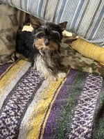 Meghan, a female Yorkshire Terrier for sale in Toccoa, GA – Photo 8 of 10
