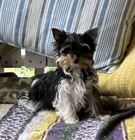 Meghan, a female Yorkshire Terrier for sale in Toccoa, GA – Photo 6 of 10