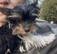 Meghan, a female Yorkshire Terrier for sale in Toccoa, GA – Photo 9 of 10