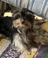 Meghan, a female Yorkshire Terrier for sale in Toccoa, GA – Photo 7 of 10