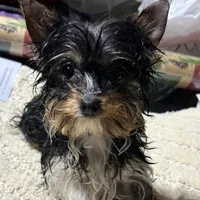 Meghan, a female Yorkshire Terrier for sale in Toccoa, GA – Photo 4 of 10