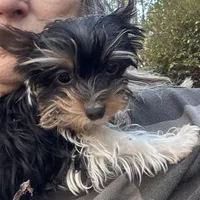 Meghan, a female Yorkshire Terrier for sale in Toccoa, GA – Photo 2 of 10
