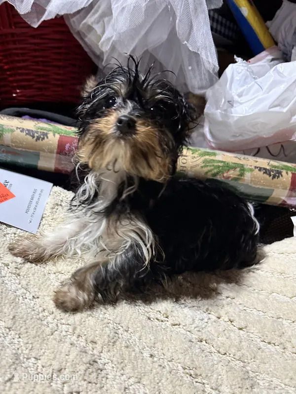 Meghan – Yorkshire Terrier puppy for sale in Toccoa, GA