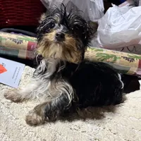 Meghan, a female Yorkshire Terrier for sale in Toccoa, GA – Photo 1 of 10