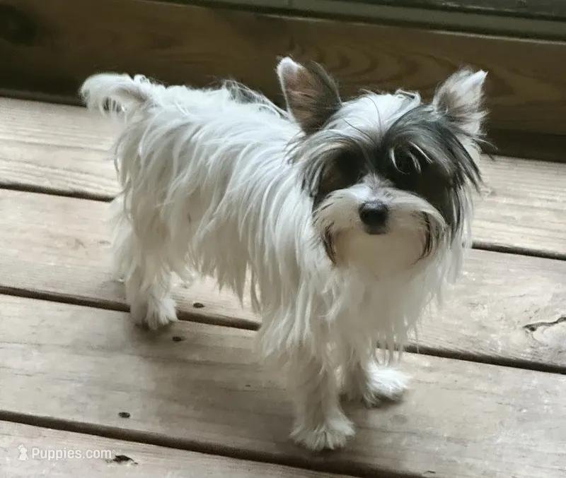 Kylee – Yorkshire Terrier puppy for sale in Toccoa, GA