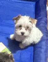 Duds, a male Yorkshire Terrier for sale in Toccoa, GA – Photo 3 of 10