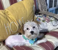 Duds, a male Yorkshire Terrier for sale in Toccoa, GA – Photo 4 of 10