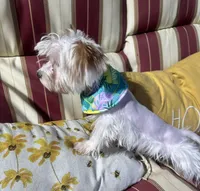 Duds, a male Yorkshire Terrier for sale in Toccoa, GA – Photo 5 of 10