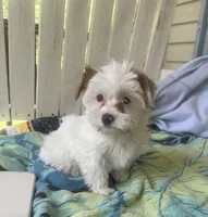 Duds, a male Yorkshire Terrier for sale in Toccoa, GA – Photo 8 of 10