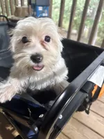 Duds, a male Yorkshire Terrier for sale in Toccoa, GA – Photo 1 of 10