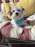 Duds, a male Yorkshire Terrier for sale in Toccoa, GA – Photo 10 of 10