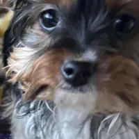 Marko , a male Yorkshire Terrier for sale in Toccoa, GA – Photo 3 of 10