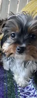 Marko , a male Yorkshire Terrier for sale in Toccoa, GA – Photo 2 of 9