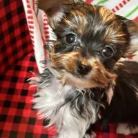 Marko , a male Yorkshire Terrier for sale in Toccoa, GA – Photo 10 of 10