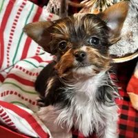 Marko , a male Yorkshire Terrier for sale in Toccoa, GA – Photo 8 of 10