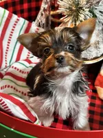 Marko , a male Yorkshire Terrier for sale in Toccoa, GA – Photo 9 of 9