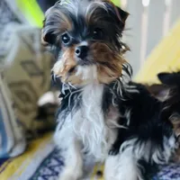 Marko , a male Yorkshire Terrier for sale in Toccoa, GA – Photo 5 of 10