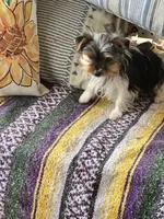 Marko , a male Yorkshire Terrier for sale in Toccoa, GA – Photo 9 of 10