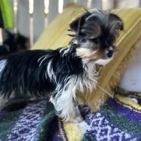 Marko , a male Yorkshire Terrier for sale in Toccoa, GA – Photo 6 of 10