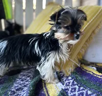 Marko , a male Yorkshire Terrier for sale in Toccoa, GA – Photo 6 of 9