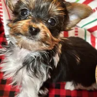 Marko , a male Yorkshire Terrier for sale in Toccoa, GA – Photo 7 of 10