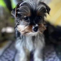 Marko , a male Yorkshire Terrier for sale in Toccoa, GA – Photo 4 of 10