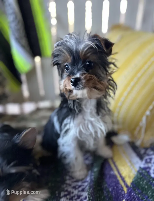 Marko  – Yorkshire Terrier puppy for sale in Toccoa, GA