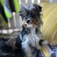 Marko , a male Yorkshire Terrier for sale in Toccoa, GA – Photo 1 of 10