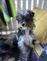 Marko , a male Yorkshire Terrier for sale in Toccoa, GA – Photo 5 of 9