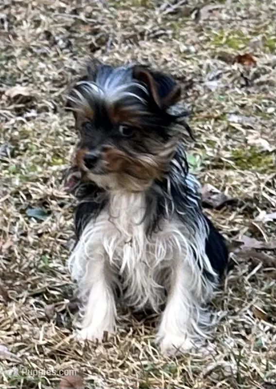 Marko , a male Yorkshire Terrier for sale in Toccoa, GA – Photo 1 of 9