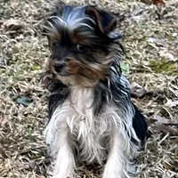 Marko , a male Yorkshire Terrier for sale in Toccoa, GA – Photo 2 of 10