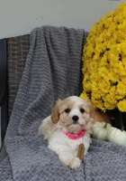 Bella , a male Cavachon for sale in Sugarcreek, OH – 2 of 7