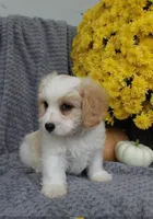 Rover, a male Cavachon for sale in Sugarcreek, OH – 6 of 7