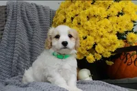 Buddy, a male Cavachon for sale in Sugarcreek, OH – 4 of 7