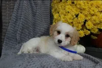 Rover, a male Cavachon for sale in Sugarcreek, OH – 5 of 7