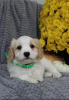 Buddy, a male Cavachon for sale in Sugarcreek, OH – 5 of 7