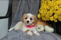 Bella , a male Cavachon for sale in Sugarcreek, OH – 1 of 7